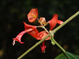 Image result for Holmskioldia