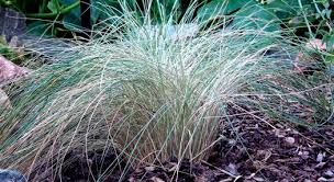 Image result for Melinis nerviglumis