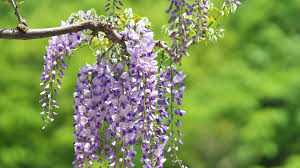 Image result for Wisteria