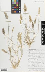 Image result for Enneapogon desvauxii