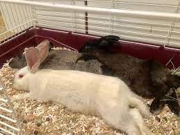 My Bonded Flemish Giants Having A Cuddle In Their Litter Boxwhich Is A Xl Rabbit Cage So Much For Free Roaming Https Ift T Flemish Giant Rabbit Rabbit Cage