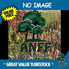 Olive Kalamata Anff Discount Nursery Tube Stock Lowest Prices Online Nursery