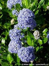 Check spelling or type a new query. 28 Ideas De Ceanothus Botanica Grabados Botanicos Plantas