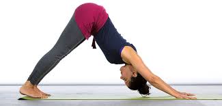 A Beginner S Guide To Sun Salutations Surya Namaskar Sun Salutation Yoga Postures