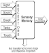 image of Sensory memory