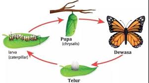 Metamorfosis Sempurna Pengertian Perbedaan Contoh Gambar