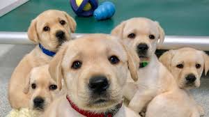 Check spelling or type a new query. Puppies Are Born Ready To Interact With People Study Finds Cnn