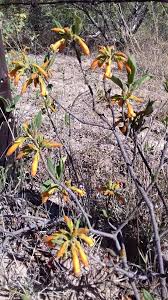 Image result for Vangueria ferruginea