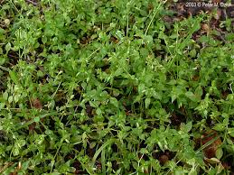 Image result for Stellaria mannii