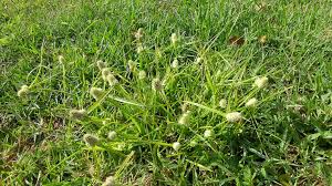 Image result for Kyllinga squamulata