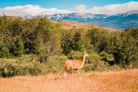 Search for other lawn maintenance in colchester on the real yellow pages®. Ride With Gauchos Nomadic Days