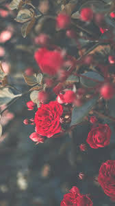 29 romantic roses iphone x wallpapers