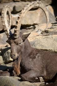 Siberian Ibex Capra Sibirica Animales Divertidos Animales Salvajes Animales Extraordinarios
