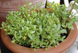 La portulaca perenne fa parte delle portulacaceae, è una pianta succulenta ed esiste in diverse varietà, alcune delle quali non sono perenni, ma annuali. Portulaca Collection And Use In Cooking Silvio Cicchi