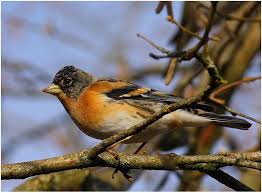 Résultat de recherche d'images pour "les oiseaux de siberie"