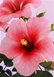 Photos Com Flower Close Up Hibiscus Plant Flower Aesthetic