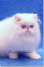 Email me, i will send you a link with available kittens. Purrinlot Persian Kittens With Beautiful Pictures