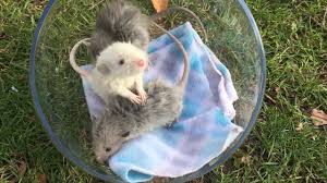 A complete guide to dumbo ear rats. Harley Dumbo Rat Babies White Wolf Critters Youtube