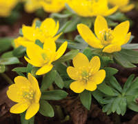 We did not find results for: Top 10 Autumn And Winter Flowering Bulbs Thompson Morgan