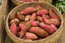 Tanam ubi kayu dalam polybag. Tips Seru Buat Agan Yang Ingin Menanam Ubi Jalar Dalam Polybag Kaskus