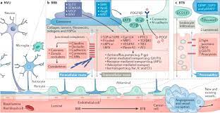 Secondary (metastatic) brain tumours are more. The Blood Brain Barrier And Blood Tumour Barrier In Brain Tumours And Metastases Nature Reviews Cancer