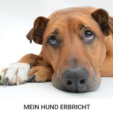 Ein plötzlich auftretender, akuter durchfall kann ebenfalls spuren von blut enthalten, enthält jedoch seltener schleimbeimengungen. Hat Mein Hund Einen Gesunden Stuhlgang Brekz De