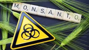 Under the monsanto protection act, health concerns that arise in the immediate future involving the nowhere does the senator's site mention the monsanto protection act by name, although it claims. Monsanto Soll Heimlich Studien Zu Glyphosat Finanziert Haben