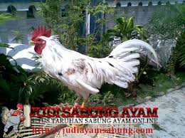 Jenis Ayam Ketawa Yang Lucu Dan Unik Lucu Tertawa Jenis