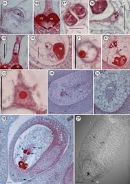 Embryo Sac