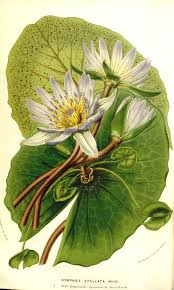 Image result for Nymphaea maculata