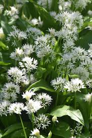Image result for Allium ursinum