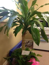 In this guide, we'll show you a few of the best planters for dracaena. Pin On Mygardenanswers