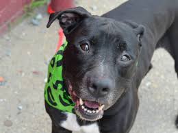 Black And White Pitbull Terrier Mix Sweet 7 Yr Old Senior To Be Destroyed 7 24 14 Brooklyn Center P My Name Is Capone My Animal Id Is A1005928 I Am A M Animals Pets Pitbull Mix