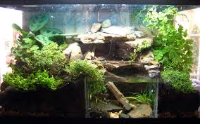 Saved Tadpoles Homes Pond I Built For Em Picture Heavy Pond Reptile Enclosure Aquascape