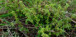Image result for Coleus cylindraceus