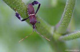 While plants are isolated, carefully examine them for signs of pests or damage on a regular basis of about once a week. Dallas Fruit And Vegetable Grower Leaf Footed Bugs