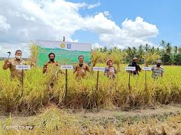 Holtikultura merupakan cabang dari agronomi, namun holtikultura lebih memfokuskan pada budidaya tanaman buah, bunga, sayuran, hias dan obat obatan. Tingkatkan Produksi Benih Bermutu Dinas Tanaman Pangan Hortikultura Soppeng Bekerja Sama Lolittungro Panen Padi Varietas Tahan Tungro
