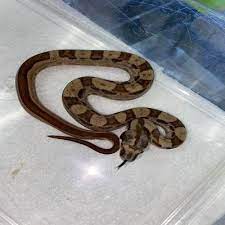 Hypo Motley Jungle Red Tail Boa Cb Baby Boa Constrictor Jungle Bob S Reptile World