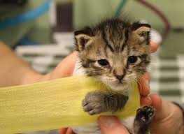 Tiny Kitten Survives Dog Attack To Thrive