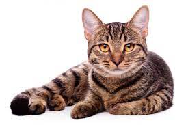 Great Names For Your Brown Or Tan Cat Petplace Com