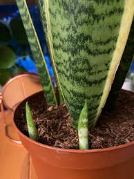 Apr 06, 2021 · snake plant growing actually, not very fast. I Didn T Know That Snake Plants Have Babies Like This Do U Leave Them In This Pot How Fast Do They Grow Houseplants
