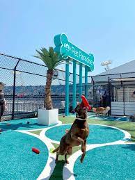 Pet Paradise - Kicking Off The Jacksonville Jaguars First Facebook