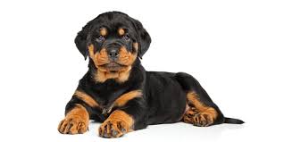 Indiana rottweiler puppies week 4, alpha & omega rottweilers. Find Iowa Puppies For Sale From Vetted Iowa Dog Breeders