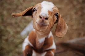Animaux Images Baby Goat Wallpaper And Background Photos 38411368 Best 1920x1080 goat wallpaper, full hd, hdtv, fhd, 1080p desktop background for any computer goat wallpapers, backgrounds, images 1920x1080— best goat desktop wallpaper sort wallpapers. fanpop
