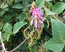 Image result for Desmodium