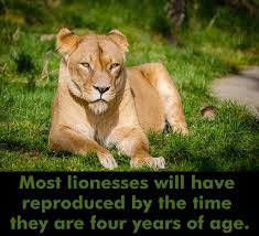 Lions Reproduction Lionsfacts Animalsknowledge Animals Lions Fun Facts