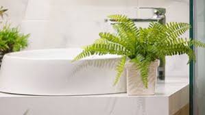 Bathroom plants are such a simple and affordable way to update your bathroom, whether it's a in thinking about the best plants for bathrooms, consider species that thrive in a humid, warm. The 14 Best Bathroom Plants Drench