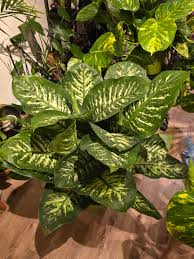 Image result for beautiful dieffenbachia