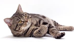 The cat has always been popular for helping farmers keep rodents under control. Manx Cat Breed Information