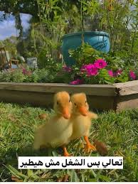 أنـا وصاحبتي واحنا سايبين الشغل الكتير اللي ورانـا ورايحين نجـيب حـاجـه  حلوه ناكلـها ..